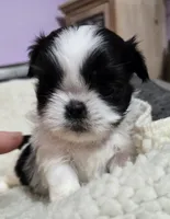 Girl 1 imperial, a female Shih Tzu for sale in Clear Lake, IA – 3 of 3