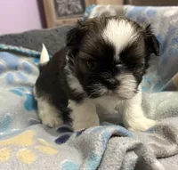 Imperial boy 1, a male Shih Tzu for sale in Clear Lake, IA – 2 of 4