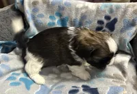 Imperial boy 1, a male Shih Tzu for sale in Clear Lake, IA – 3 of 4