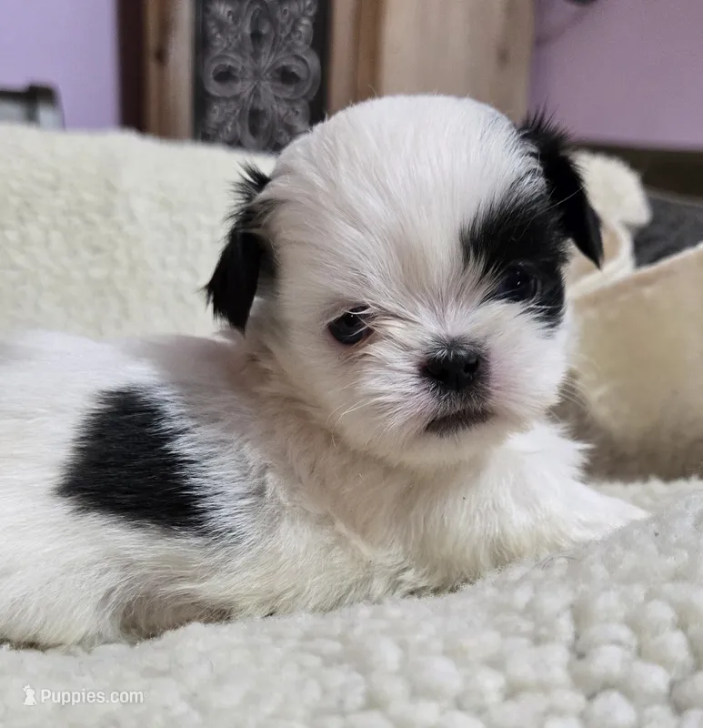 Imperial Boy 1, 2 blue eyes – Shih Tzu puppy for sale in Clear Lake, IA