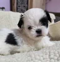 Imperial Boy 1, 2 blue eyes, a male Shih Tzu for sale in Clear Lake, IA – 1 of 6
