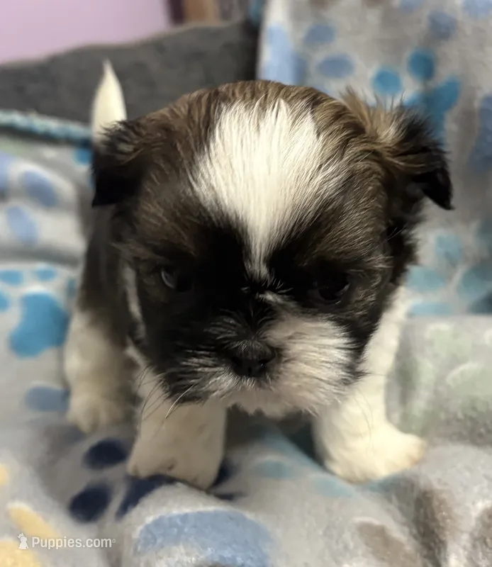 Imperial boy 1 – Shih Tzu puppy for sale in Clear Lake, IA