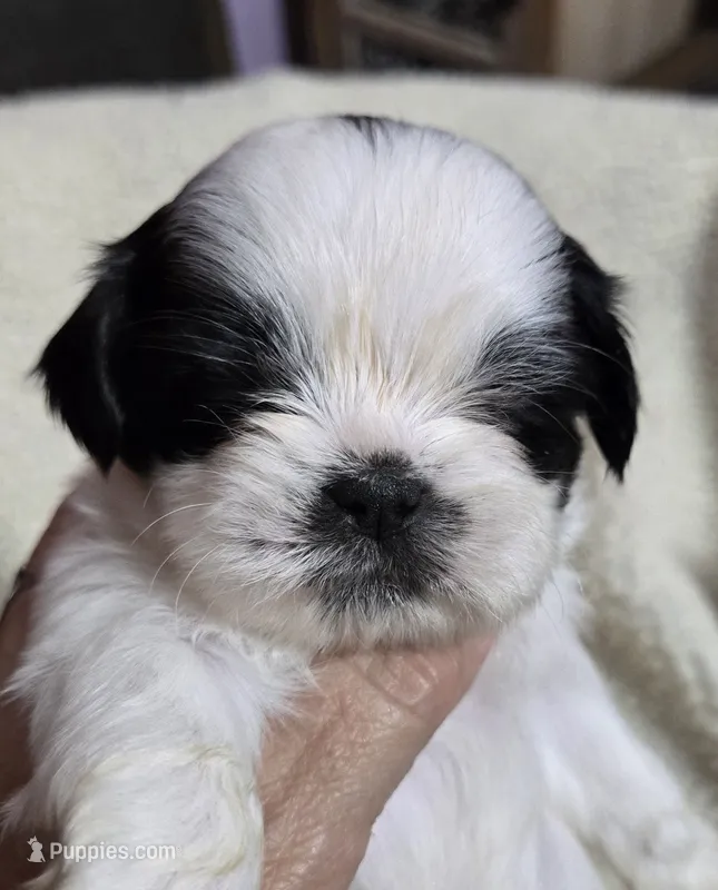 Imperial Boy 2 one blue eye – Shih Tzu puppy for sale in Clear Lake, IA