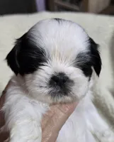Imperial Boy 2 one blue eye, a male Shih Tzu for sale in Clear Lake, IA – 1 of 3