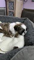 Girl 1 imperial, a female Shih Tzu for sale in Clear Lake, IA – 2 of 5