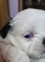 Imperial Boy 1, 2 blue eyes, a male Shih Tzu for sale in Clear Lake, IA – 3 of 6