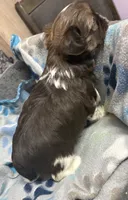 Imperial Boy 2, a male Shih Tzu for sale in Clear Lake, IA – 2 of 3