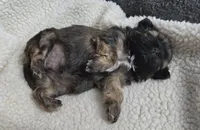 Imperial gold boy, a male Shih Tzu for sale in Clear Lake, IA – 3 of 4
