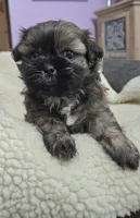 Imperial Boy, a male Shih Tzu for sale in Clear Lake, IA – 1 of 7
