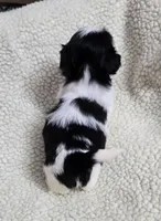 Girl 1 imperial, a female Shih Tzu for sale in Clear Lake, IA – 2 of 3