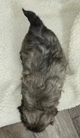 Imperial Boy, a male Shih Tzu for sale in Clear Lake, IA – 7 of 7
