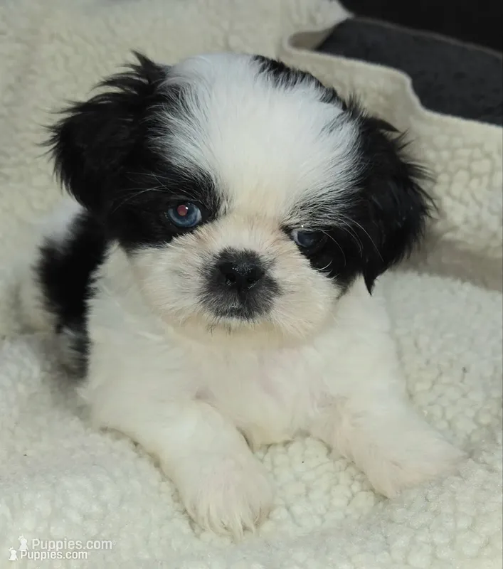 Imperial Boy 2 one blue eye – Shih Tzu puppy for sale in Clear Lake, IA