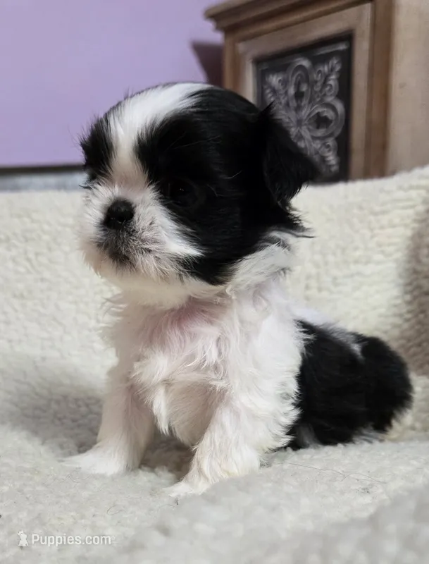 Girl 1 imperial – Shih Tzu puppy for sale in Clear Lake, IA
