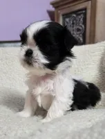Girl 1 imperial, a female Shih Tzu for sale in Clear Lake, IA – 1 of 3