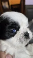 Imperial Boy 2 one blue eye, a male Shih Tzu for sale in Clear Lake, IA – 3 of 3