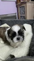 Girl 1 imperial, a female Shih Tzu for sale in Clear Lake, IA – 1 of 5