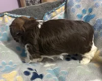 Imperial Boy 2, a male Shih Tzu for sale in Clear Lake, IA – 3 of 3