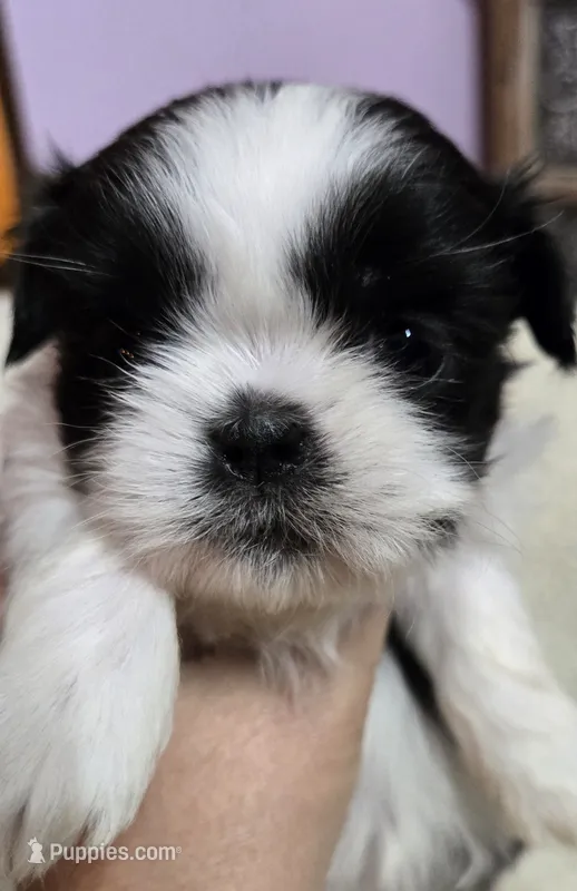 Girl 2 imperial – Shih Tzu puppy for sale in Clear Lake, IA