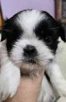 Girl 2 imperial, a female Shih Tzu for sale in Clear Lake, IA – 1 of 2