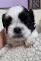 Imperial Boy 3, a male Shih Tzu for sale in Clear Lake, IA – 3 of 3