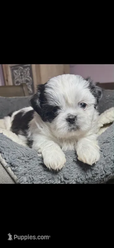 Girl 1 – Shih Tzu puppy for sale in Clear Lake, IA