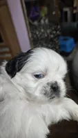 Blue eye boy imperial, a male Shih Tzu for sale in Clear Lake, IA – 3 of 3
