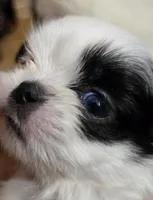 Imperial Boy 1, 2 blue eyes, a male Shih Tzu for sale in Clear Lake, IA – 4 of 6
