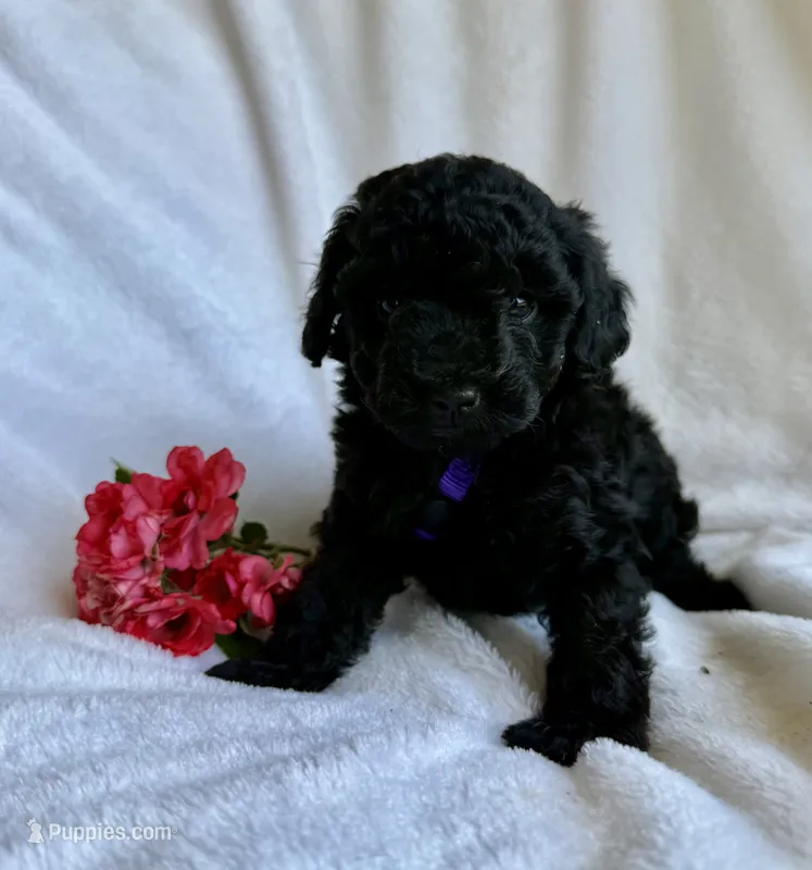Galaxy – Yorkipoo puppy for sale in Mocksville, NC