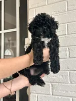 Mimii, a female Cavapoo for sale in Mocksville, NC – 3 of 3