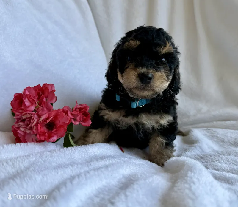 Sport – Yorkipoo puppy for sale in Mocksville, NC