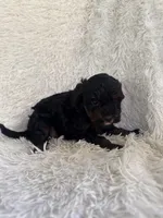Nova, a female Yorkipoo for sale in Mocksville, NC – 4 of 4