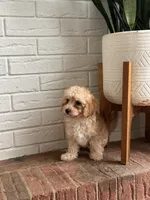 Biscuit , a female Cavapoo for sale in Mocksville, NC – 2 of 3