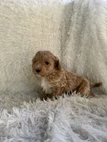 Scotch, a male Yorkipoo for sale in Mocksville, NC – 4 of 4