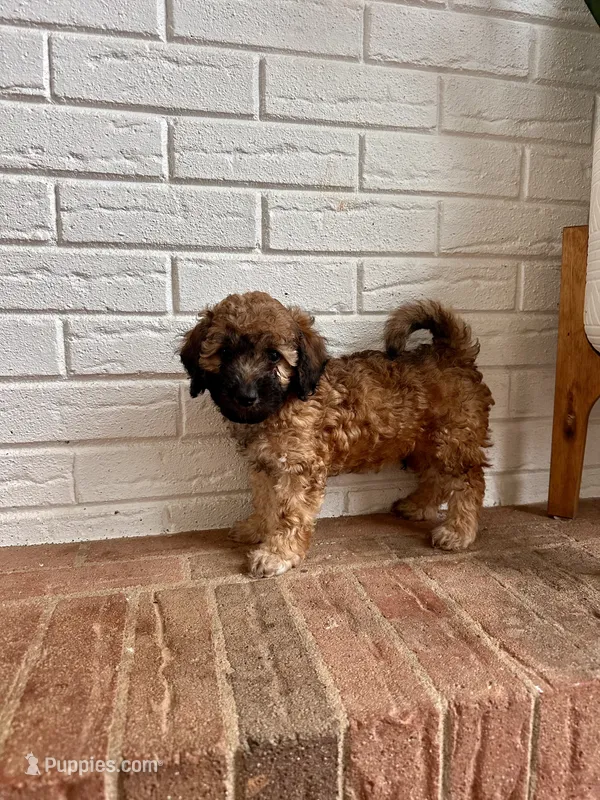 Bear – Cavapoo puppy for sale in Mocksville, NC