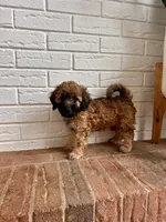 Bear, a male Cavapoo for sale in Mocksville, NC – 1 of 3