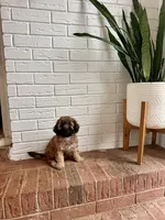 Bear, a male Cavapoo for sale in Mocksville, NC – 3 of 3