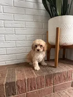 Biscuit , a female Cavapoo for sale in Mocksville, NC – 3 of 3