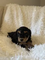 Sport, a male Yorkipoo for sale in Mocksville, NC – 3 of 5