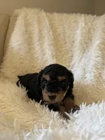 Sport, a male Yorkipoo for sale in Mocksville, NC – 4 of 5