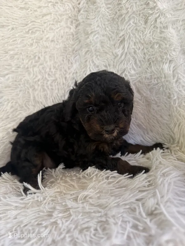 Nova – Yorkipoo puppy for sale in Mocksville, NC