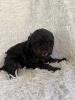 Nova, a female Yorkipoo for sale in Mocksville, NC – 1 of 4