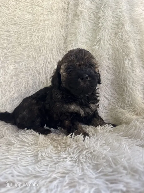 Poe – Yorkipoo puppy for sale in Mocksville, NC