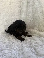 Nova, a female Yorkipoo for sale in Mocksville, NC – 2 of 4