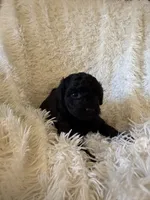 Galaxy, a female Yorkipoo for sale in Mocksville, NC – 5 of 5