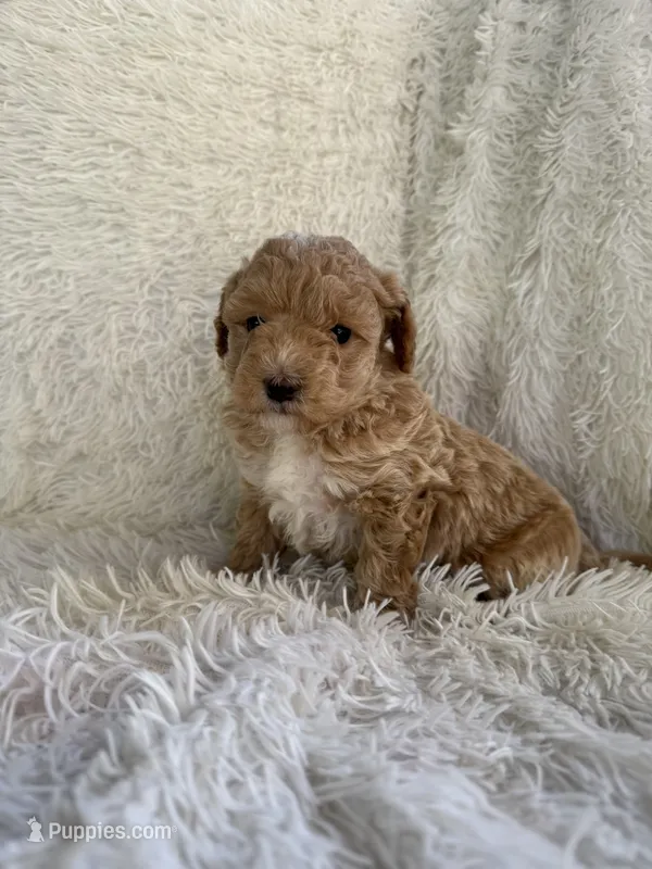 Scotch – Yorkipoo puppy for sale in Mocksville, NC