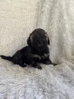 Poe, a male Yorkipoo for sale in Mocksville, NC – 3 of 4