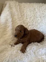 Butternut, a female Yorkipoo for sale in Mocksville, NC – 2 of 4