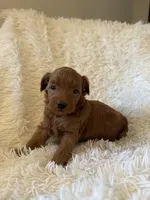 Butternut, a female Yorkipoo for sale in Mocksville, NC – 1 of 4