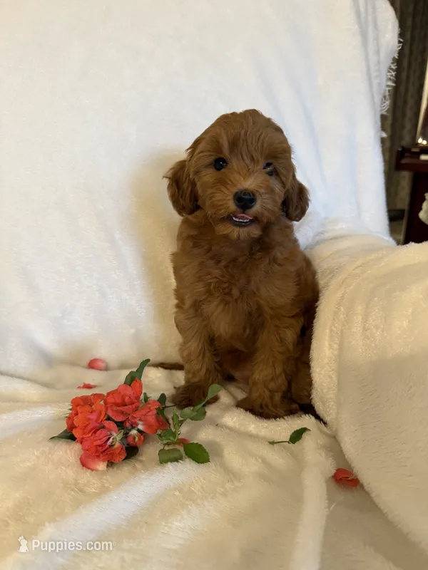 Butternut – Yorkipoo puppy for sale in Mocksville, NC