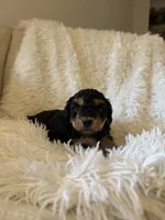 Sport, a male Yorkipoo for sale in Mocksville, NC – 5 of 5